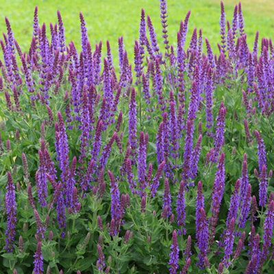 Plant Theory Ostfriesland Balkan Clary Meadow Sage Perennials Flowering Plants Salvia 2L Pot from B&Q