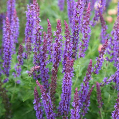 B&Q -  Mainacht Salvia Sage Perennials Flowering Plants Salvia X Sylvestris 2L Pot