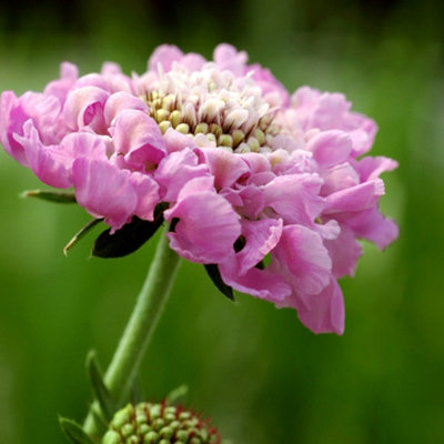 B&Q -  Scabiosa Pink Mist Pincushion Flower Or Scabious 9Cm Pot Perennial Plant