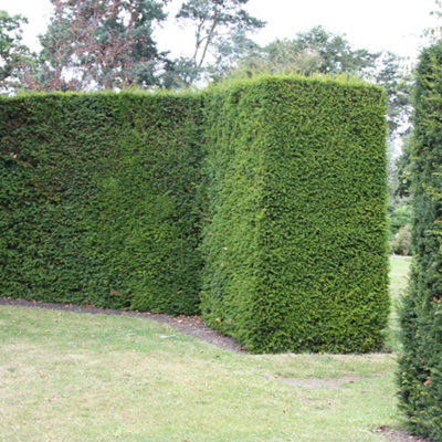 Plant Theory English Yew Conifer Tree Taxus Baccata Evergreen Plant 3L Pot 30Cm from B&Q
