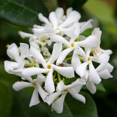 Plant Theory Trachelospermum Jasminoides Star Jasmine White Climbing Plant 1.7M Cane 5L Pot from B&Q