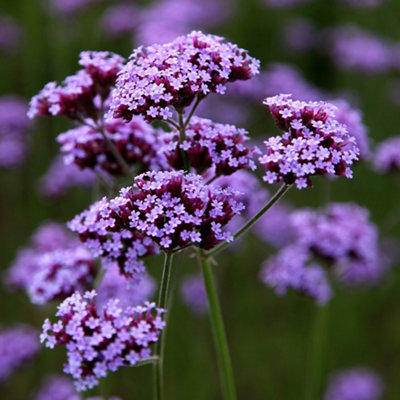 B&Q -  Perennials Flowering Plants Verbena Bonariensis 2L Pot