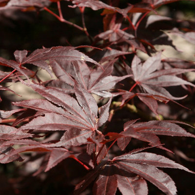 Plant Theory Bloodgood Japanese Maple Shrub Plant Acer Palmatum 3L Pot 40Cm Grafted from B&Q