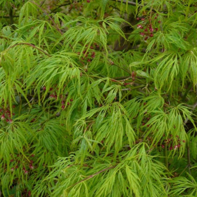 Plant Theory Cut Leaved Japanese Maple Shrub Plant Acer Palmatum Dissectum 3L Pot 40Cm from B&Q