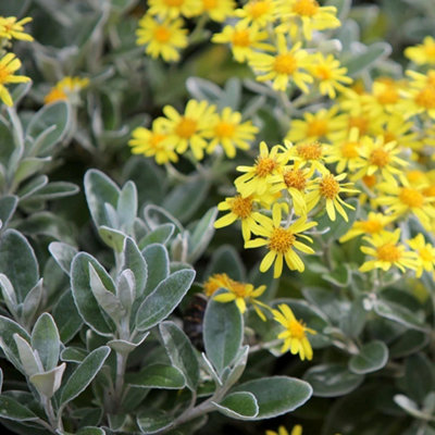 Plant Theory Sunshine Senecio Outdoor Shrub Plant Brachyglottis 2L Pot from B&Q