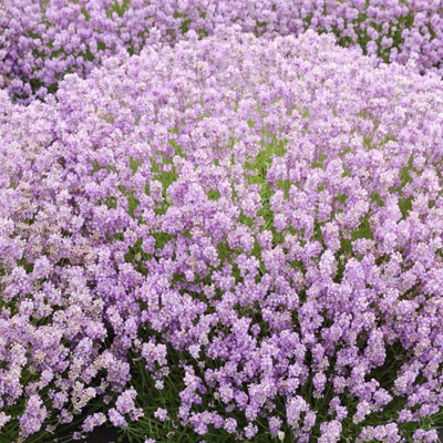 Plant Theory Rosea Lavender Outdoor Shrub Plant Lavandula Angustifolia 2L Pot from B&Q
