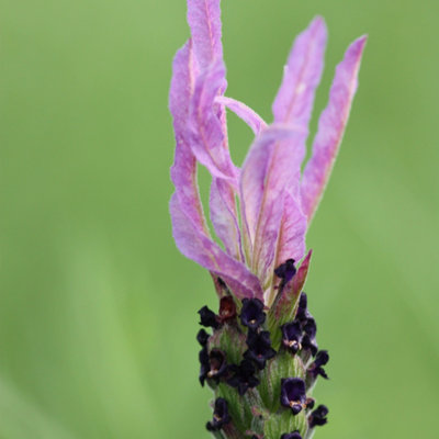 Plant Theory Pedunculata Lavender Outdoor Shrub Plant Lavandula Pedunculata 2L Pot from B&Q