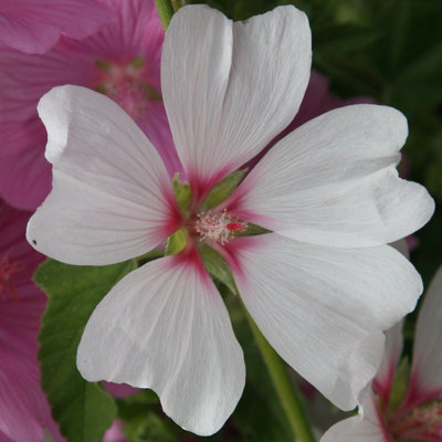 Plant Theory Barnsley Tree Mallow Outdoor Shrub Plant Malva X Clementii Pot 2L