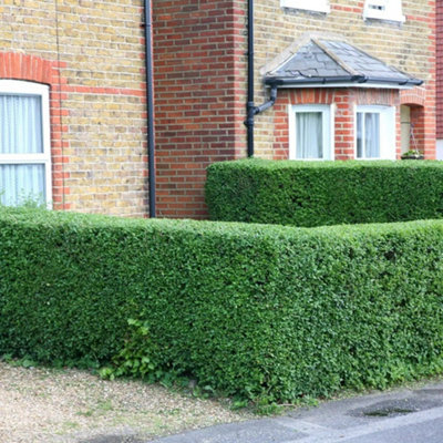 Plant Theory Oval Leaf Privet Outdoor Shrub Plant Ligustrum Ovalifolium 2L Pot from B&Q