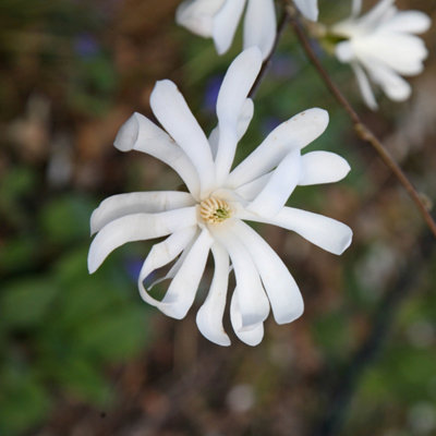 Plant Theory Star Magnolia Outdoor Shrub Plant Magnolia Stellata 2L Pot 30Cm from B&Q