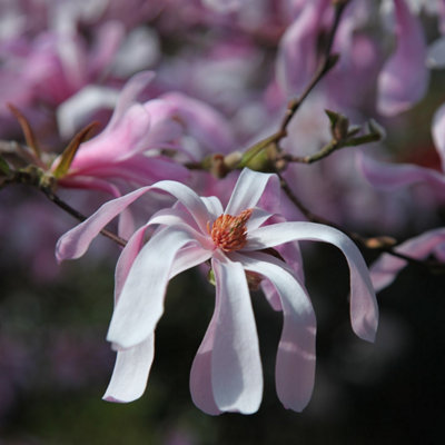 Primrose Magnolia X Loebneri Leonard Messel Magnolia 2 Litre Pot 30Cm Tall Shrub Plant from B&Q