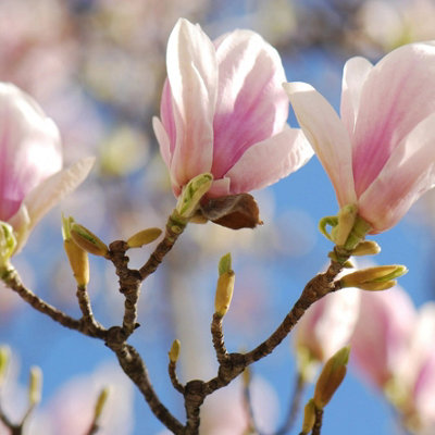Plant Theory Outdoor Shrub Plant Magnolia X Soulangeana Flowering Tree Bush 2L Pot 30Cm from B&Q
