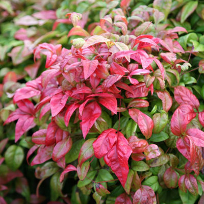 Plant Theory Fire Power Heavenly Bamboo Shrub Plant Nandina Domestica 2L Pot from B&Q