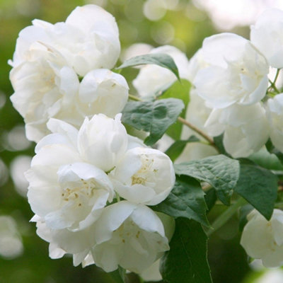 Plant Theory Virginal Mock Orange Outdoor Shrub Plant Philadelphus Garden Plants 2L Pot from B&Q