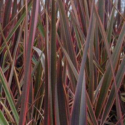 Plant Theory Maori Queen New Zealand Flax Outdoor Shrub Plant Phormium 3L Pot from B&Q