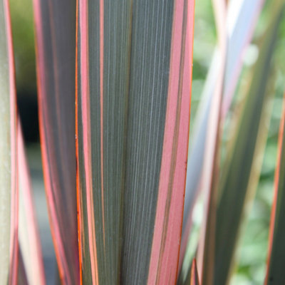 Plant Theory Sundowner New Zealand Flax Outdoor Shrub Plant Phormium 2L Pot from B&Q