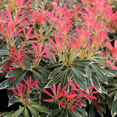 Plant Theory Flaming Silver Lily Of The Valley Outdoor Shrub Plant Pieris 2L Pot from B&Q