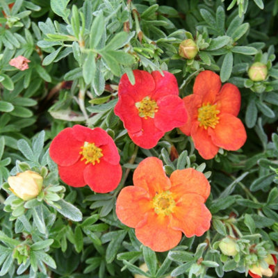 Plant Theory Marian Red Robin Shrubby Cinquefoil Shrub Plant Potentilla Fruticosa 2L Pot from B&Q