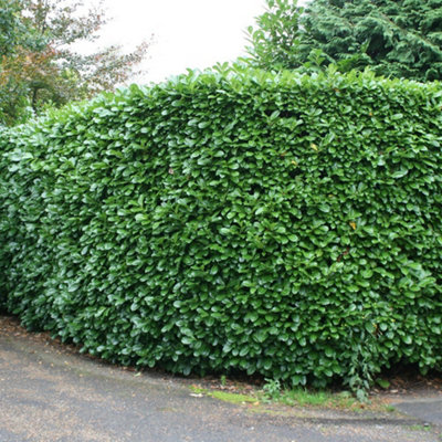 Plant Theory Rotundifolia Cherry Laurel Shrub Plant Prunus Laurocerasus 2L Pot 30Cm40Cm from B&Q