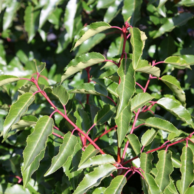 Plant Theory Portuguese Laurel Outdoor Shrub Plant Prunus Lusitanica Garden Foliage 2L Pot from B&Q