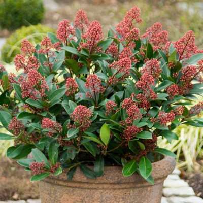 Plant Theory Rubella Japanese Skimmia Outdoor Shrub Plant Skimmia Japonica 2L Pot from B&Q