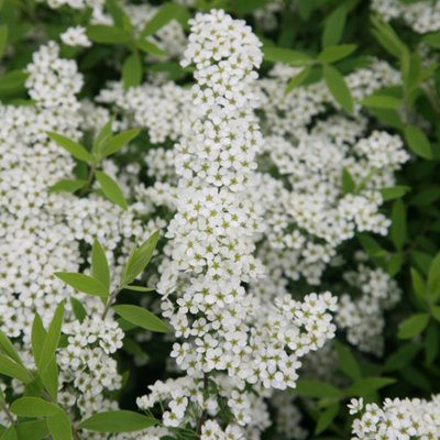 B&Q -  Arguta Bridal Wreath Outdoor Shrub Plant Spiraea 2L Pot