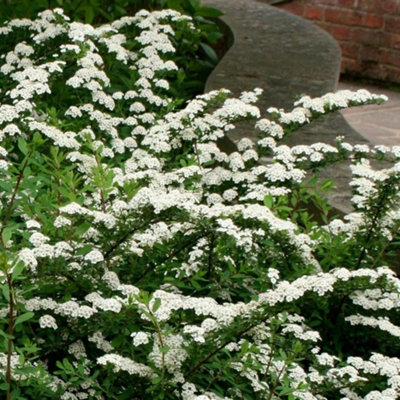 B&Q -  Snowmound Spiraea Outdoor Shrub Plant Spiraea Nipponica 2L Pot
