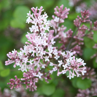 Plant Theory Palibin Korean Lilac Outdoor Shrub Plant Syringa Meyeri 2L Pot from B&Q