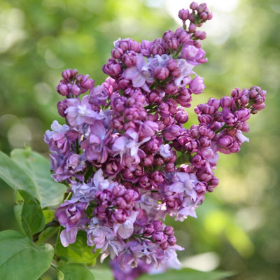 B&Q -  Charles Joly Common Lilac Outdoor Shrub Plant Syringa Vulgaris 3L Pot