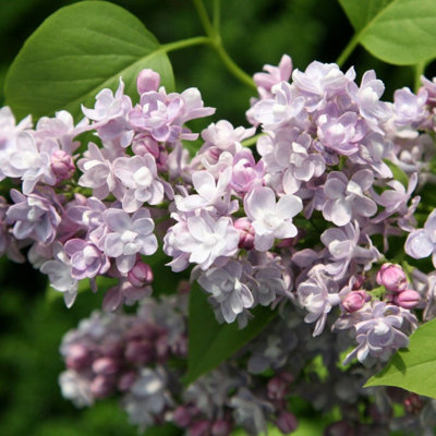 B&Q -  Katherine Havemeyer Common Lilac Shrub Plant Syringa Vulgaris 3L Pot