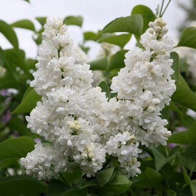 Plant Theory Madame Lemoine Common Lilac Shrub Plant Syringa Vulgaris 3L Pot from B&Q