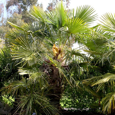 B&Q -  Chusan Palm Outdoor Shrub Plant Trachycarpus Fortunei Garden Plants 2L Pot