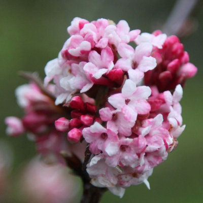 B&Q -  Dawn Outdoor Shrub Plant Viburnum X Bodnantense 2L Pot