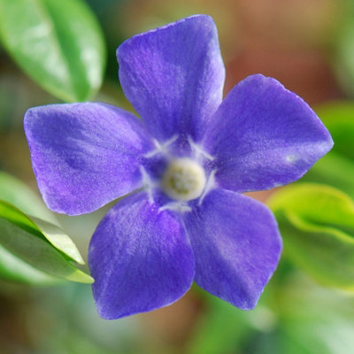 B&Q -  Greater Periwinkle Outdoor Shrub Plant Vinca Major 2L Pot