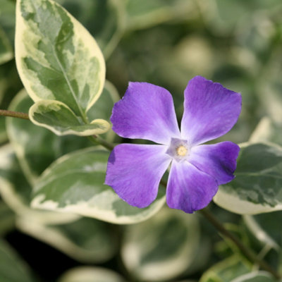 B&Q -  Variegata Greater Periwinkle Outdoor Shrub Plant Vinca Major 2L Pot
