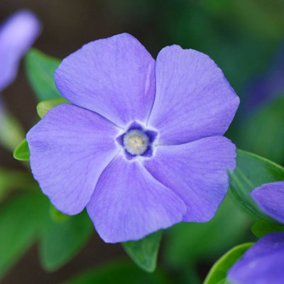 Plant Theory Bowles's Variety Lesser Periwinkle Shrub Plant Vinca Minor 2L Pot from B&Q