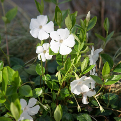 Plant Theory Gertrude Jekyll Lesser Periwinkle Shrub Plant Vinca Minor Alba 2L Pot from B&Q