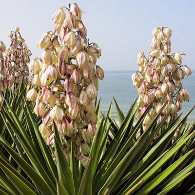 B&Q -  Adams Needle Outdoor Shrub Plant Yucca Filamentosa 2L Pot