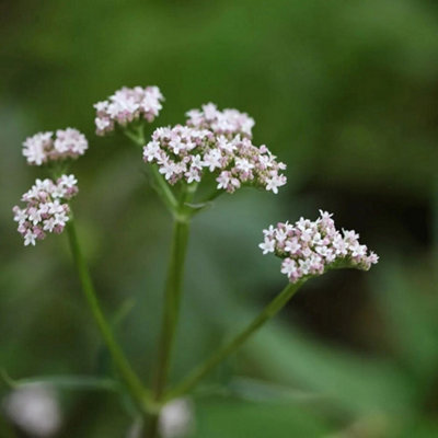 B&Q -  Purple Top Valerian Perennials Flowering Plants Valeriana Officinalis 2L Pot