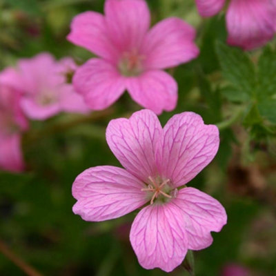 B&Q -  Wargrave Pink Cranesbill Perennials Flowering Plants Geranium X Oxonianum 2L Pot