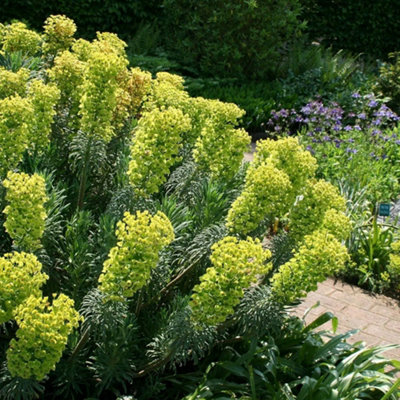 B&Q -  Wulfenii Spurge Perennials Flowering Plants Euphorbia Characias Subsp. 2L Pot