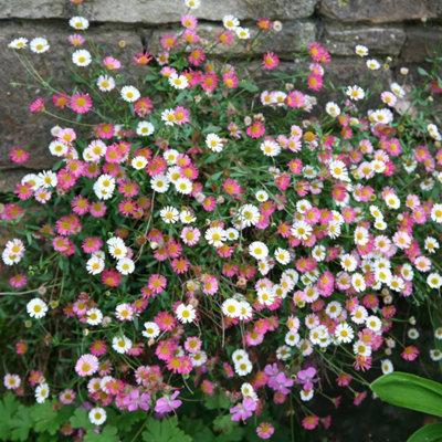 Plant Theory Mexican Fleabane Perennials Flowering Plants Erigeron Karvinskianus 2L Pot from B&Q