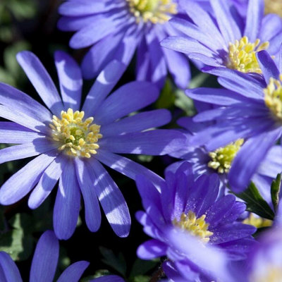 Primrose Anemone Blanda Winter Windflower 9Cm Pot Alpine Perennial Plant from B&Q