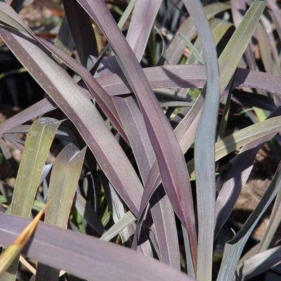 Plant Theory Platt's Black New Zealand Flax Outdoor Shrub Plant Phormium 2L Pot from B&Q