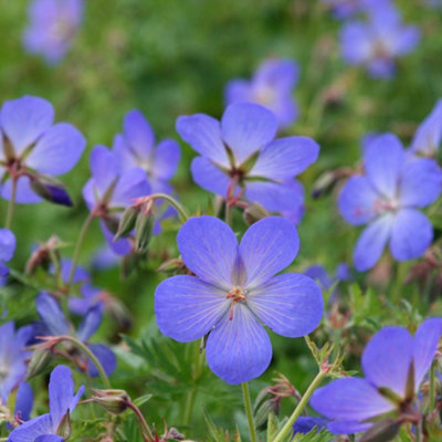 B&Q -  Johnson's Blue Cranesbill Perennials Flowering Plants Geranium Johnsonii 2L Pot