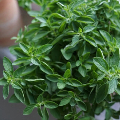 Primrose Oregano Herb Plant Origanum Vulgare 9Cm Pot from B&Q