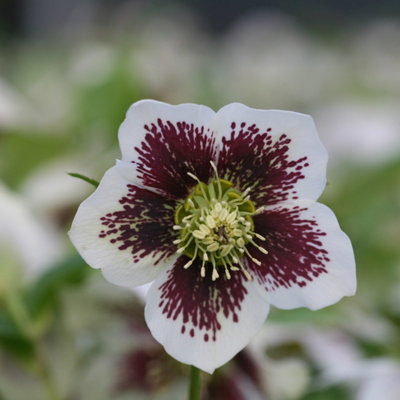 Plant Theory Harvington White Speckled Lenten Rose Hellebore Perennials Flowering Plants 2L from B&Q