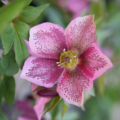 Plant Theory Harvington Pink Speckled Lenten Rose Hellebore Perennials Flowering Plants 2L from B&Q