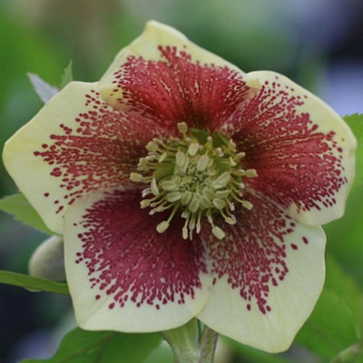 Plant Theory Harvington Yellow Speckled Lenten Rose Hellebore Perennials Flowering Plants 2L from B&Q