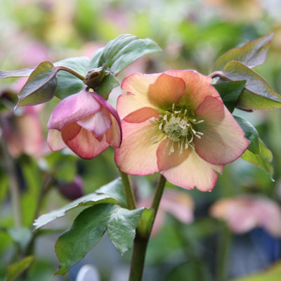 Plant Theory Harvington Apricot Lenten Rose Hellebore Perennials Flowering Plants 2L Pot from B&Q